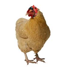 Bored panda has collected an ensemble of chasséing chickens in their. Buy Creative Cute Chicken Hat Chicken Helmet Protection Head Cover Small Pet Hard Hat Bird Headgear For Chicken Duck Other Poultry At Affordable Prices Free Shipping Real Reviews With Photos Joom