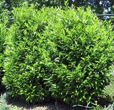 While choosing deer resistant perennials isn't foolproof, it can discourage deer from snacking on your flower garden. Prunus Laurocerasus Garden Gates And Fencing Backyard Plants Garden Shrubs