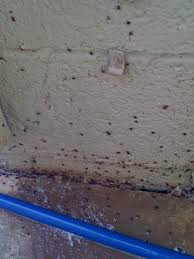 Here are a few other things to keep in mind. Tick Control In Greater Phoenix Az Responsible Pest Control