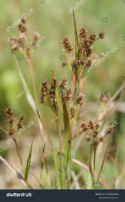 Image result for Luzula multiflora