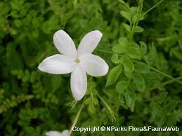 Image result for Jasminum pauciflorum