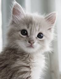 Pin On Cuties That Make Me Smile