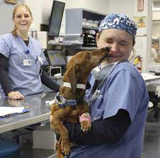 2015 post walk for animals survey. Angell Animal Medical Center Linkedin