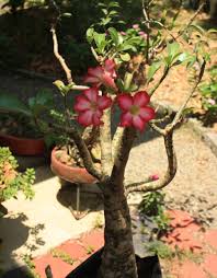 This species grows in the savanna within deciduous bushland, woodland and in open, stony scrub on various soil types (i.e., sand, clay, volcanic basalt and limestone). Adenium Arabicum Dessert Rose Grow And Care The Tilth