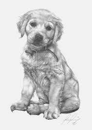 Realistic puppy drawing free download best realistic puppy. Golden Labrador Pup By Lucas 21 On Deviantart Puppy Sketch Puppy Drawing Dog Art