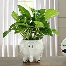 Think outside the wedding gift box by opting for personal and memorable gifts that will leave a lasting impression. Wedding Gifts Online Best Marriage Gifts Wedding Gift Ideas Ferns N Petals