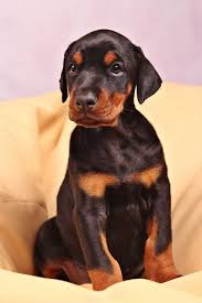 Black And Tan Lab Mix Puppy Doberman Lab Mix The Doberdor Is A Mix Of The Doberman Pinscher And Labrador Retriever Breeds It Is A Larg Doberman Dogs Doberman Pinscher Dog Doberman Puppy