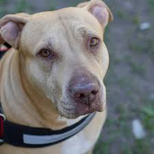 On leash outdoors in pine trees. Positive Stories About Pit Bull Dog Heroes Pethelpful