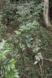 Image result for Elaeodendron croceum