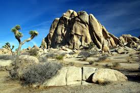 We did not find results for: Camping In Joshua Tree National Park Trip Reports Photography National Parks Trip Joshua Tree National Park National Parks