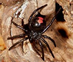 Top 10 Deadliest Spiders Spider Species Spider Australian Animals