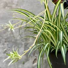 Image result for Chlorophytum lancifolium