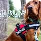 Read to the Pups event in Allentown, PA