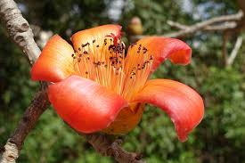 Image result for Malvaceae subfamily Bombacoideae