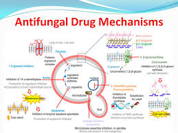 Antifungal Drug Mechanisms Medicinal Chemistry Pharmacy