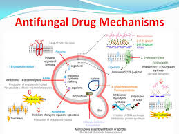 antifungal drug mechanisms medicinal chemistry pharmacy