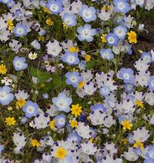 Select any or all of the above options and a page will generate showing the best wildflowers for you! Alternative Lawn Mix Wildflower Seeds West Coast Seeds