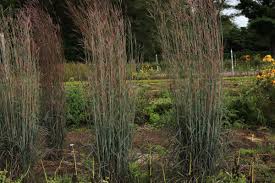 Image result for Andropogon