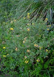 Image result for Argyrolobium tomentosum