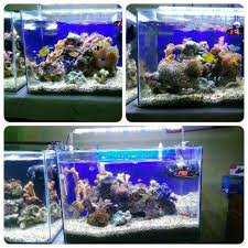 Harga ikan hias air laut nemo badut clownfish anemonefish orange clown. Aquarium Air Laut Home Facebook