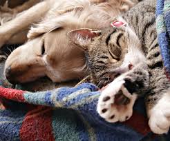 Coconut oil to slow kidney disease and cancer. 3 Reasons Why Coconut Oil Is A Must For Your Pet Coupons Com