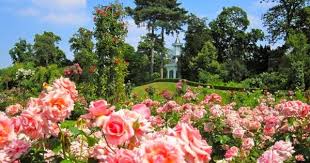 Jessy's Rose - Thierry Blondeau 2015 : promenade dans la roseraie de  Bagatelle. - Olfactorum