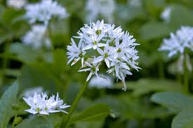 Image result for Allium ursinum