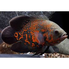 Our top picks lowest price first star rating and price top reviewed. Tiger Oscar Cichlid For Sale Live Pet Fish Petsmart