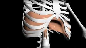 Tom Myers Why Yogic Deep Breathing Matters More Than You Think The Many Important Functions Of The Diaphragm Yogauonline Nel 2020 Esercizi
