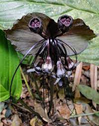 Botanist Barbie Bat Flower Rare Flowers Types Of Flowers