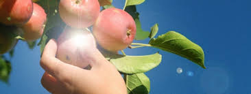 Image result for images tree of the knowledge of good and evil