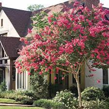 50 Common Crape Myrtle Tree Seeds The Crape Myrtle Is A Popular Flowering Shrub Or Small Tree That Grows To Heights Of 15 To Myrtle Tree Plants Flowering Trees