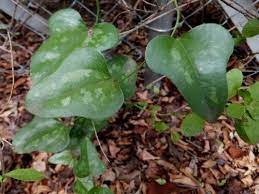 Maybe you would like to learn more about one of these? Saw Greenbrier Vine Smilax Bona Nox Smilax Vine Plants Greenbrier