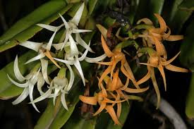Image result for Cyrtorchis arcuata
