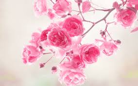 Check spelling or type a new query. Beautiful Pink Flower Wallpapers Top Free Beautiful Pink Flower Backgrounds Wallpaperaccess