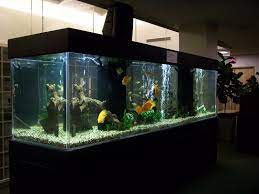 Check spelling or type a new query. At Least One Large Fish Tank In The Living Room And One In The Bedroom Fresh Water Fish Tank Large Fish Tanks Fish Tank