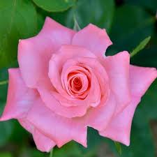Butasi Trandafiri Passion Siclam Plants Flowers Rose