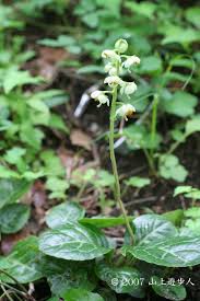 高山植物と山野草 似たもの比較