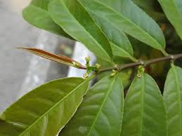 Image result for Excoecaria bussei