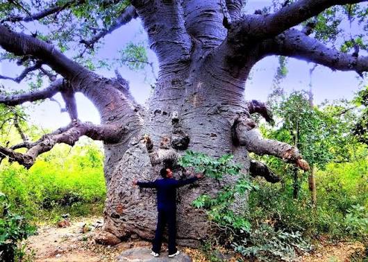 Historic Baobab tree at Wai Heritage Walk