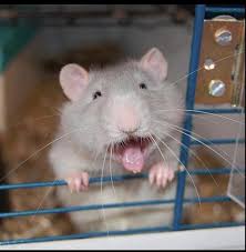 From their nose to the end of their tail, they can measure up to 18 inches! This Is A Dumbo Rat If I Didn T Have Two Cats And A Dog This Little Guy Would Be Mine He S Adorable Pet Rats Funny Rats Cute Rats