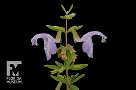 Some popular natives in florida include beautyberry, muhly grass, coontie, and southern magnolia. Threatened And Endangered Plants University Of Florida Institute Of Food And Agricultural Sciences