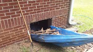A E Pest Control Termite Damage
