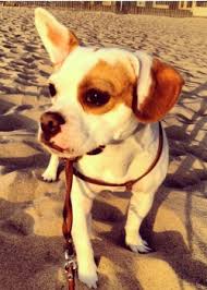 The right coverage plan can buy you priceless peace of mind, and empower you to do the right thing for your. Farmers Insurance Pets Best Reveal Top 5 Hybrid Dog Breeds