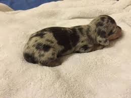 Dog and cat breeders are regulated by the texas department of licensing and regulation, p.o. Miniature Dachshund Doxies Isabella Dachshunds For Sale In San Antonio Texas Classified Americanlisted Com
