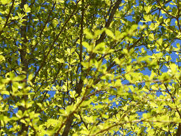 Image result for Terminalia neotaliala