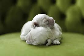 Although the puppies will snuggle up with their mom and each other for warmth, it's best to use a heat lamp during their first month of life. How To Care For Newborn Puppies The Complete Guide Family Pet Planet
