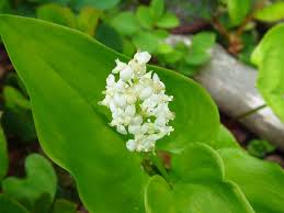 The lily of the valley was also used as the floral emblem of yugoslavia and is the national flower of finland. False Lily Of The Valley Vancouver Island Bc Gohiking Ca