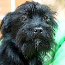 Adopt Frannie Reduced Fee The Dog At The Humane Society Of Jefferson County Terrier Mix Dogs Animals Dog Adoption