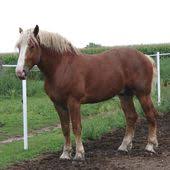 Pin On Horses